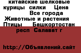 китайские шелковые курицы (силки) › Цена ­ 2 500 - Все города Животные и растения » Птицы   . Башкортостан респ.,Салават г.